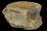 Edmontosaurus (Hadrosaur) Vertebra - Montana #100923-3